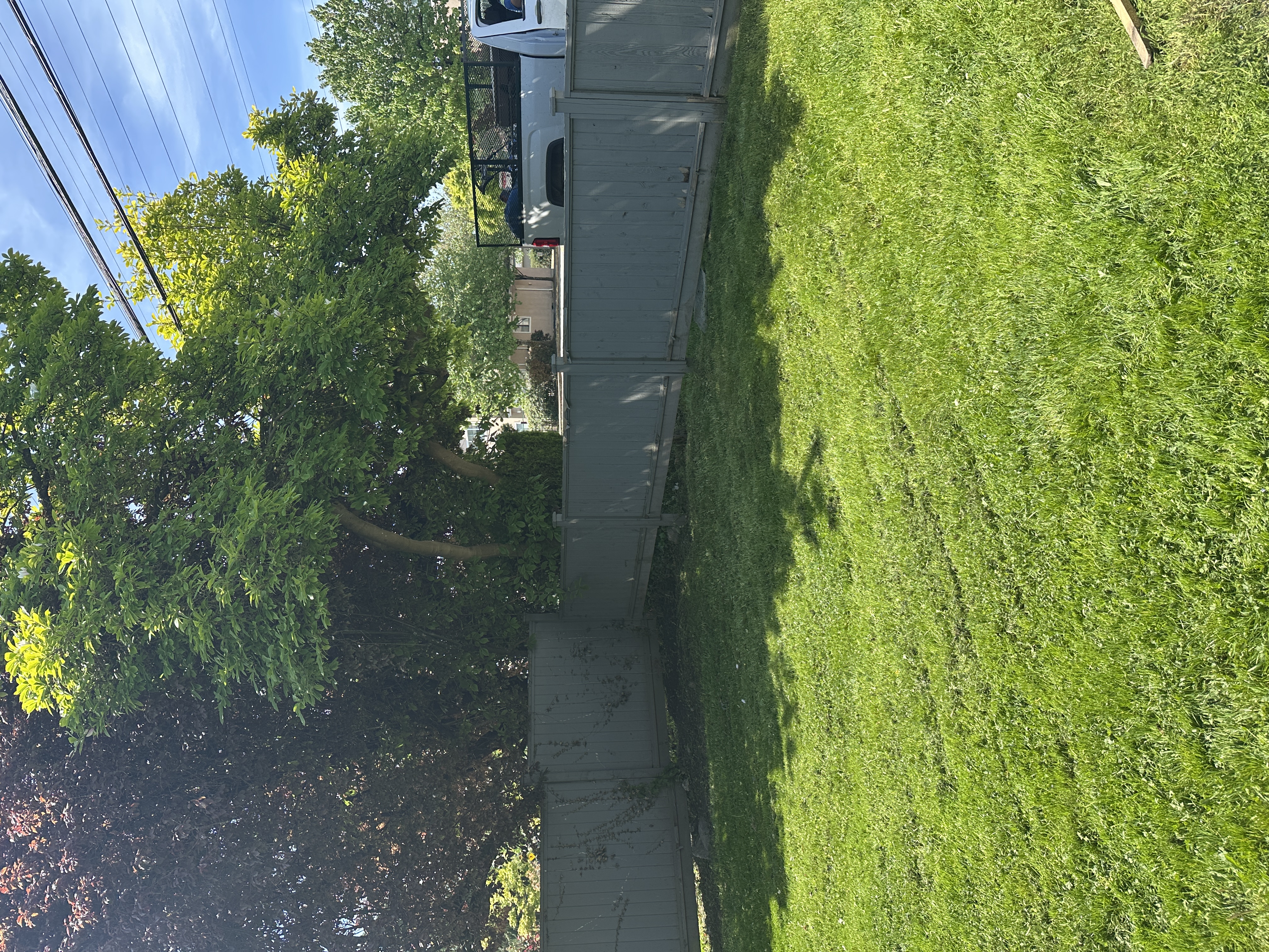 Backyard lawn after mowing and cleanup