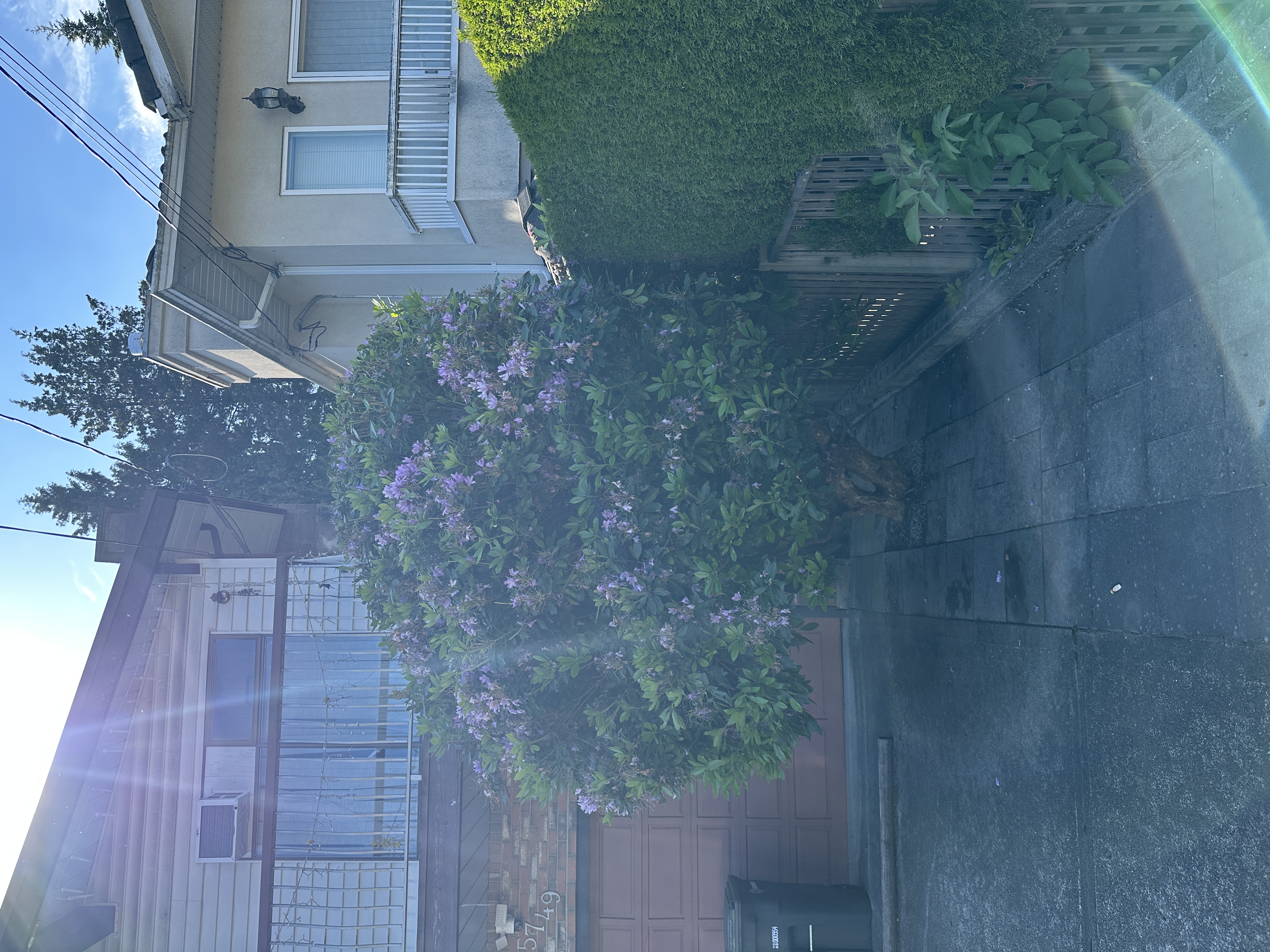 Flowering shrub second angle