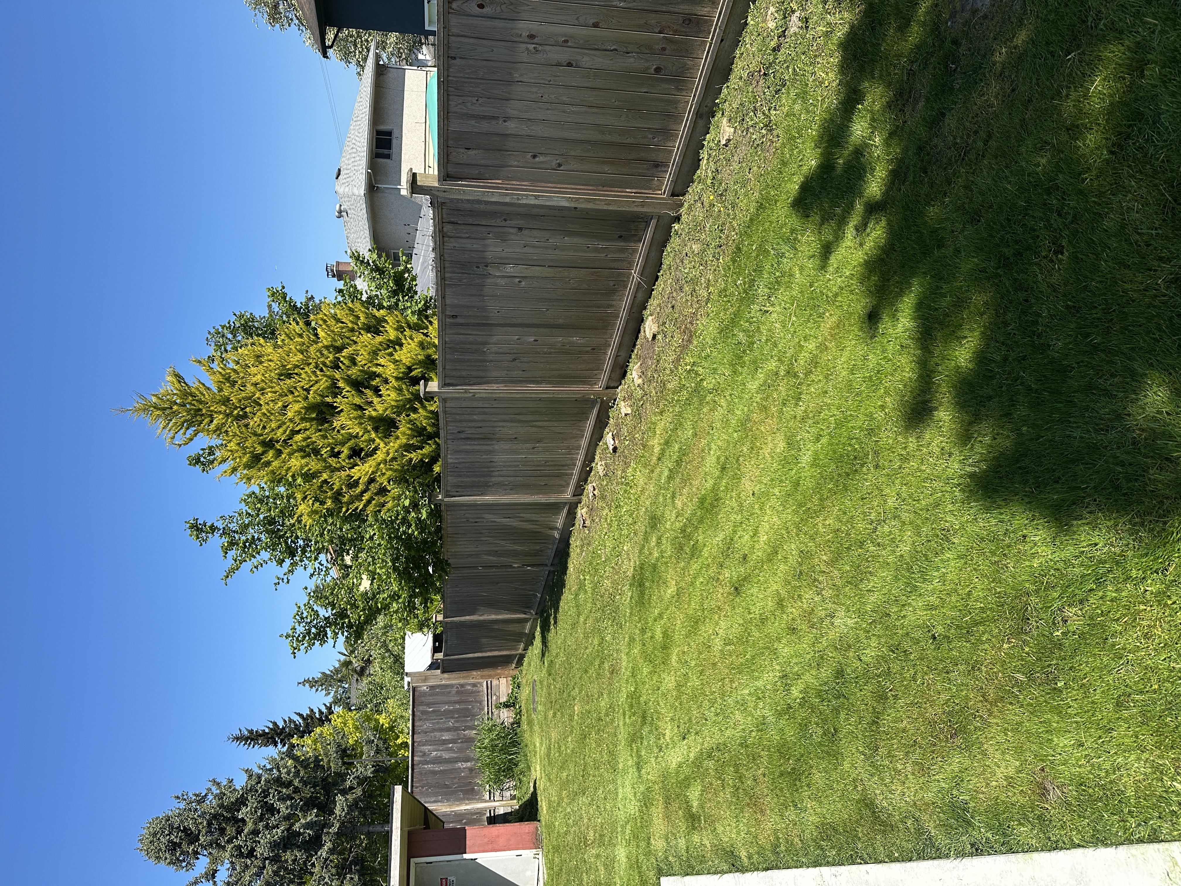 Lawn after grass cutting