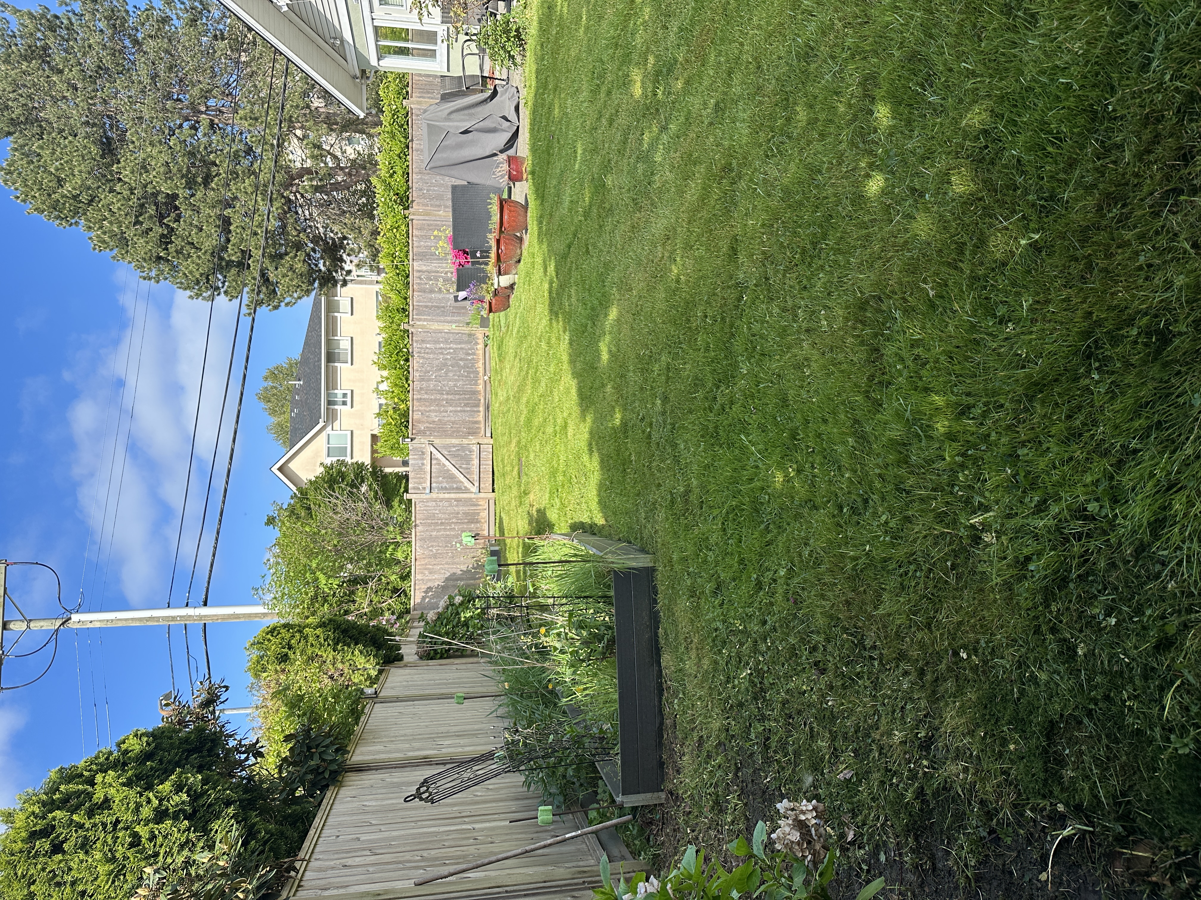 Backyard after mowing and cleanup