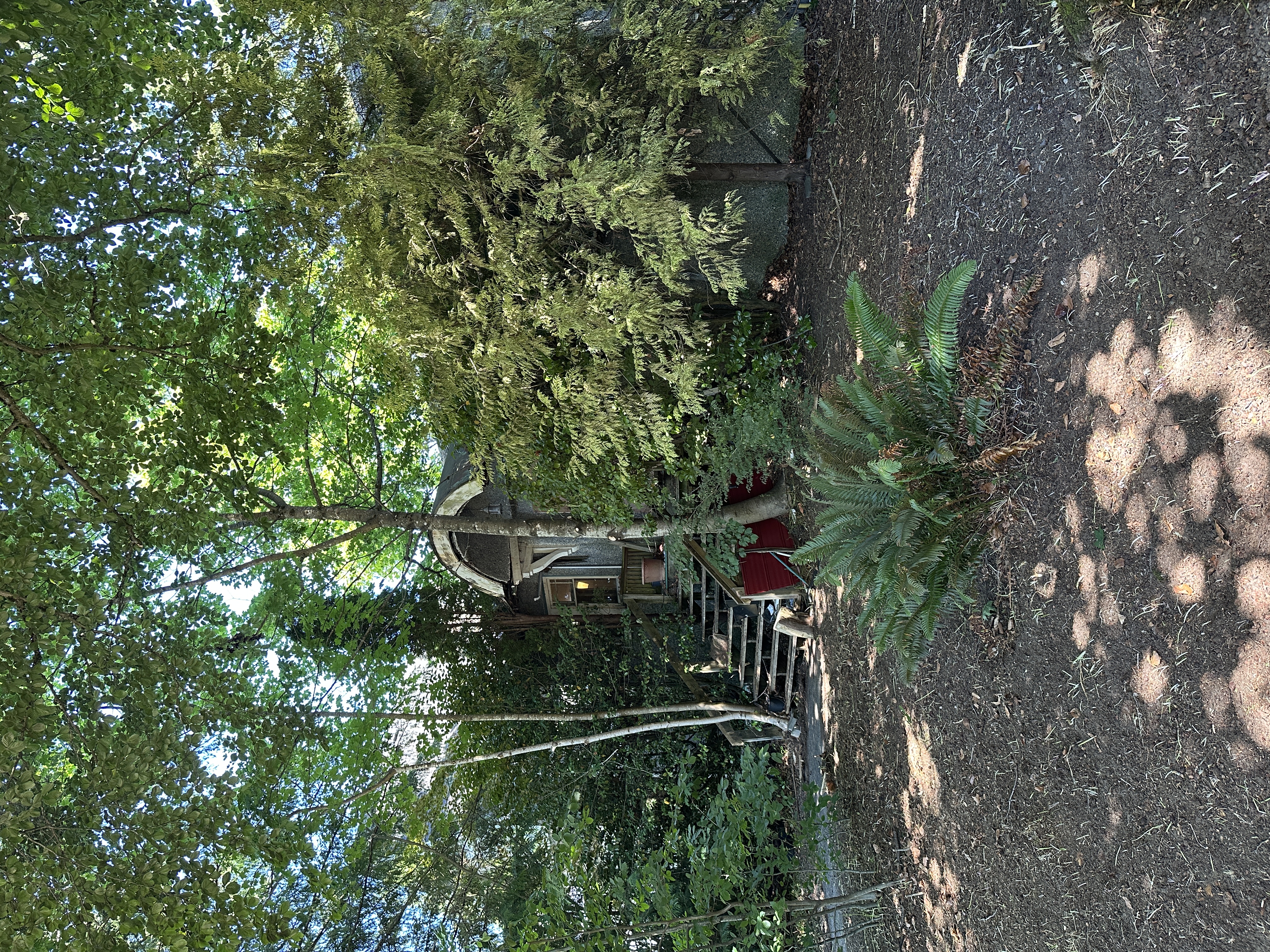 Shade garden after cleanup
