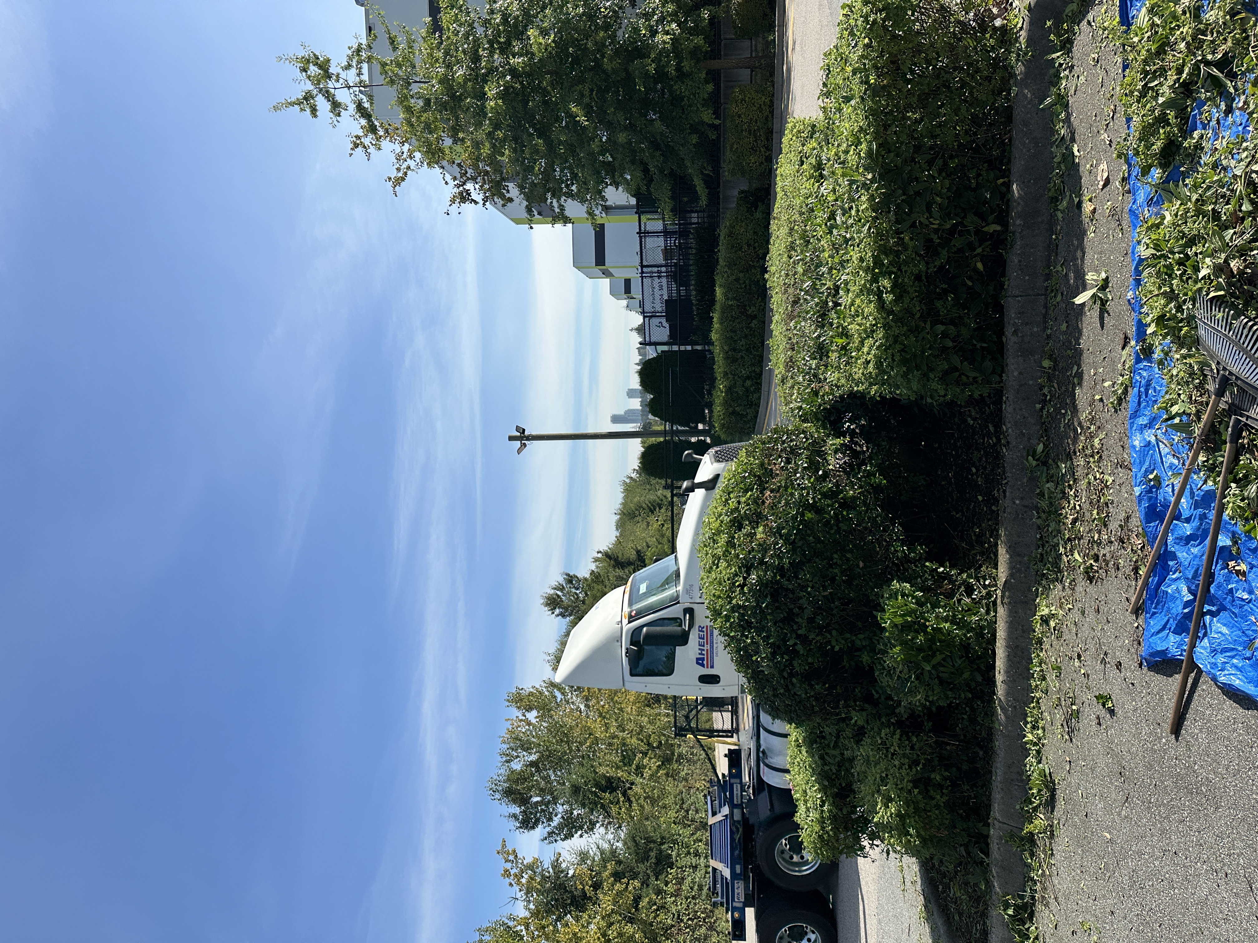 Shrubs after hedging