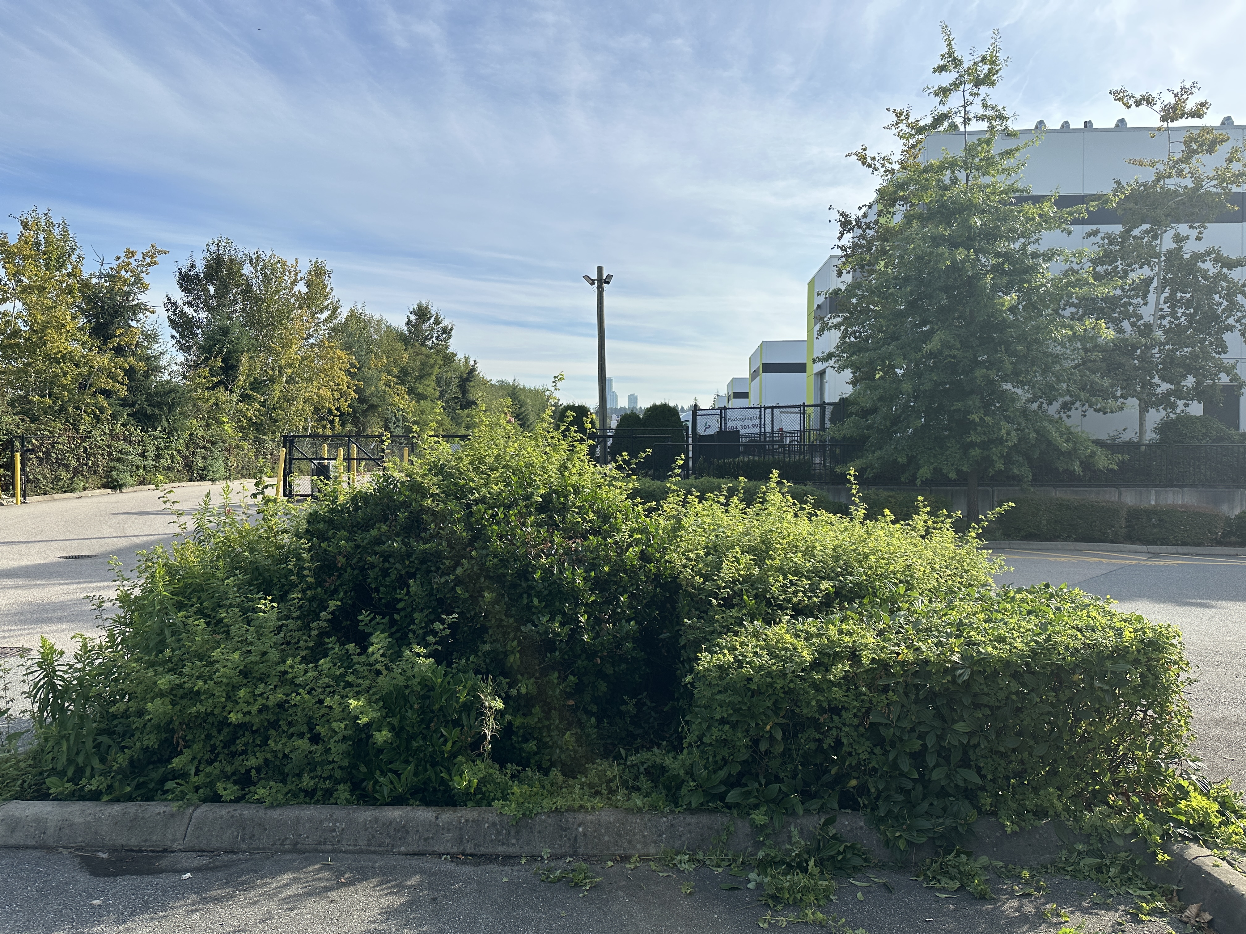 Shrubs before hedging