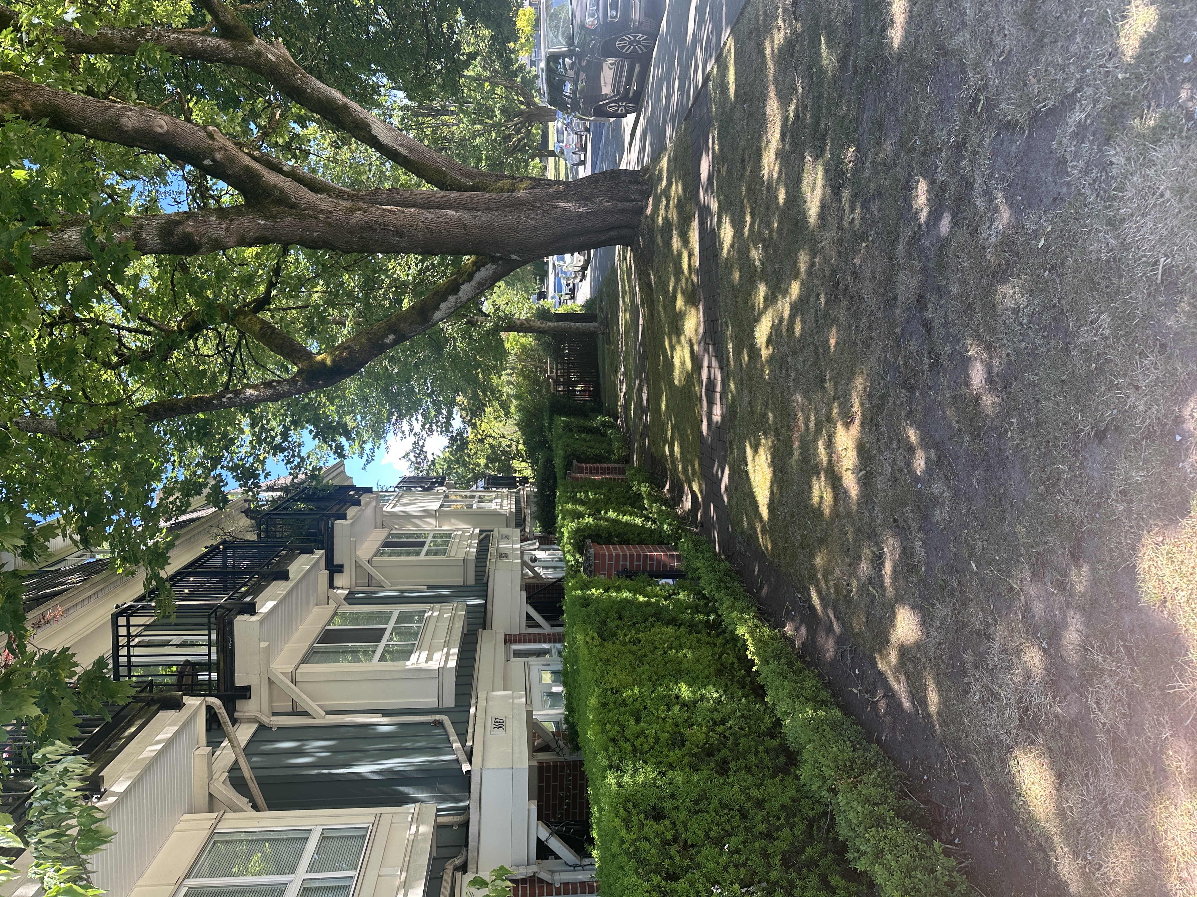 Strata hedge line after cleanup
