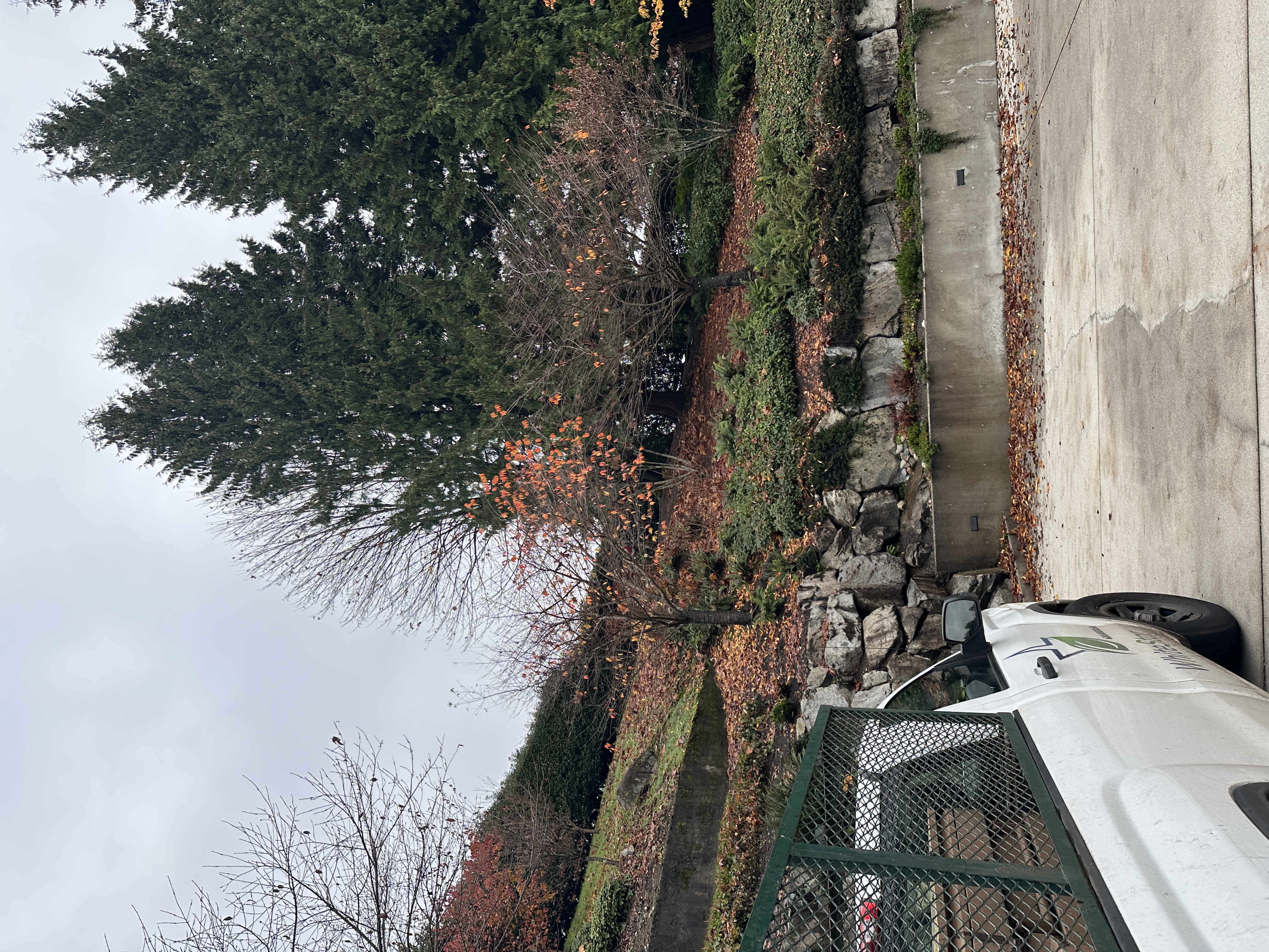 Leaf cleanup and green waste removal on a residential property