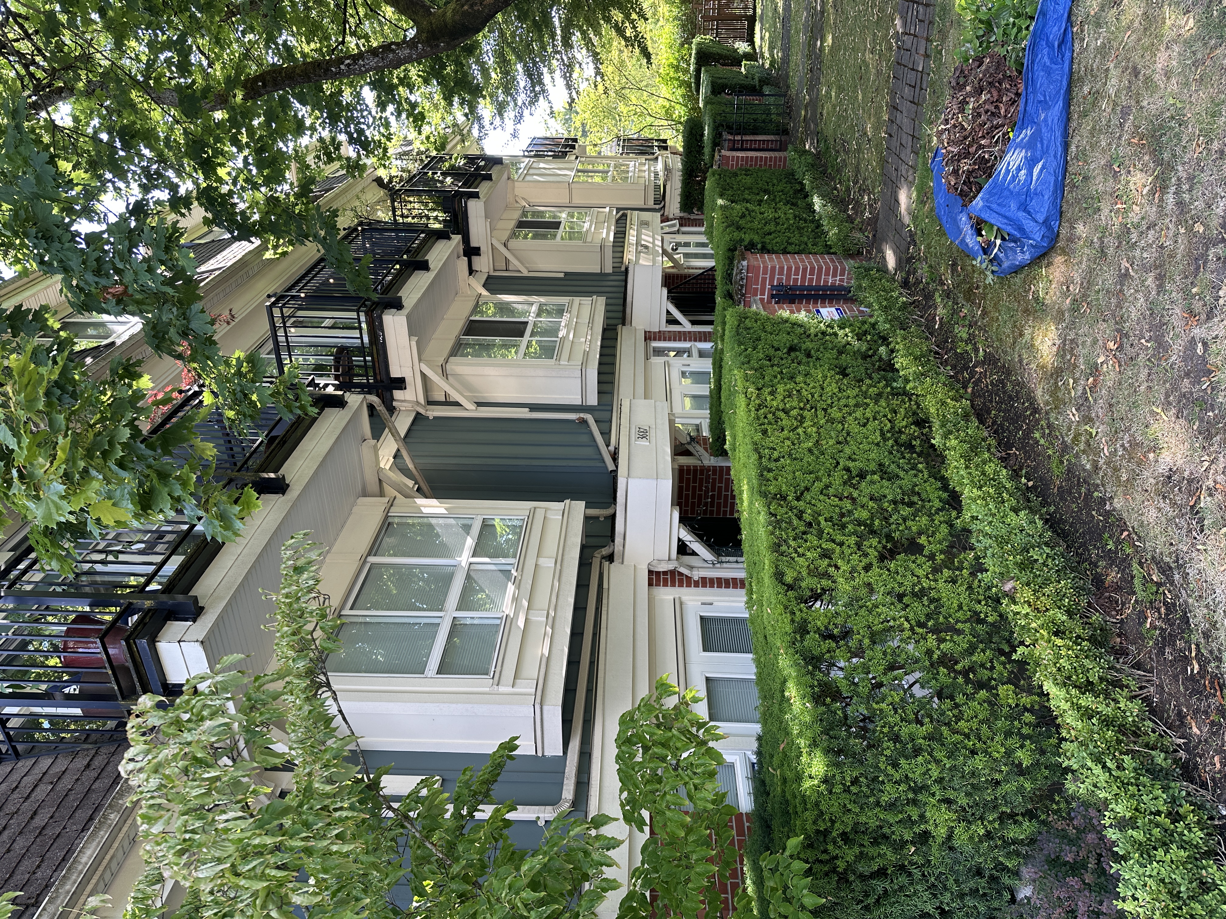 Residential pruning and shrub cleanup work